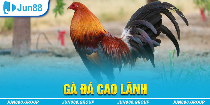 ee88 app gà chọi cu cần