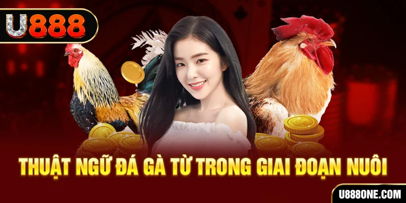 ee88 app đăng nhập mậu binh dễ thắng