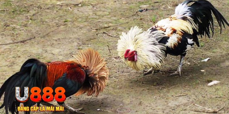 ee88 app đăng nhập sòng bạc trực tiếp